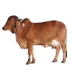 Gir Cow