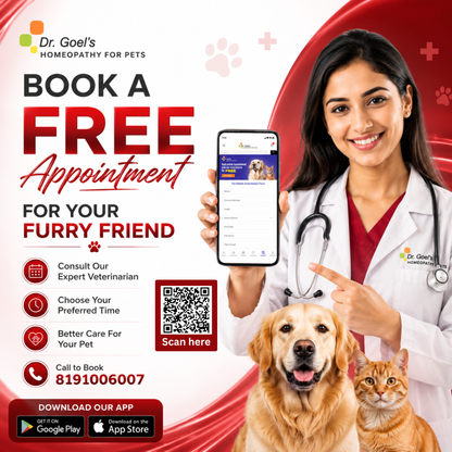 HEAMATOG For Hematoma & Haemorrhage in Dogs & Cats