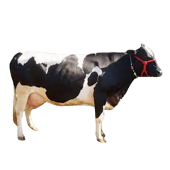 Hardhenu Cow