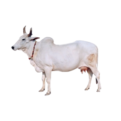 Haryanvi Cow