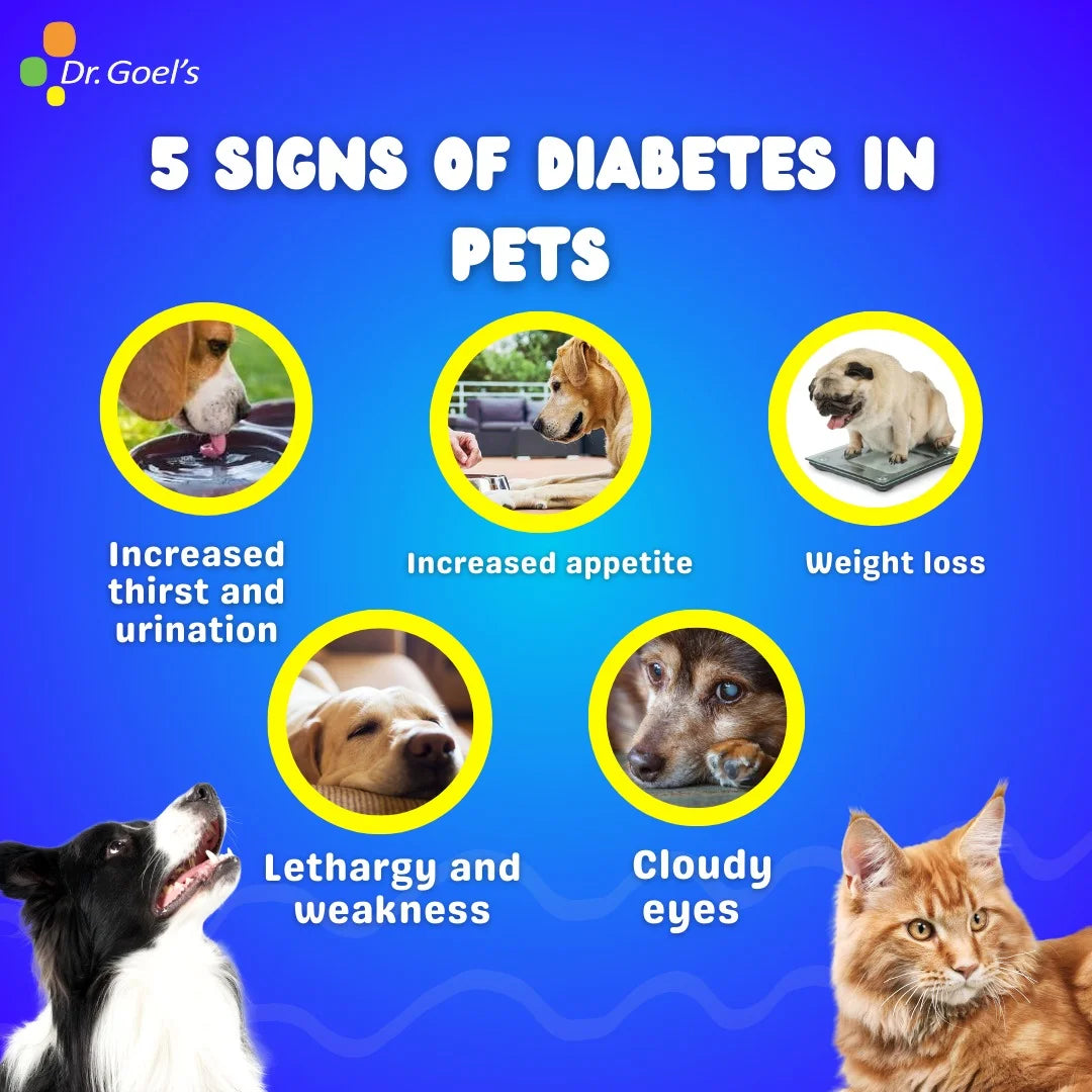 DIABOSYZ JUMBO KIT for PETS 30ML For Diabetes