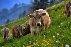 Cattle Blog