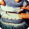 Foot & Mouth Disease