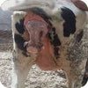 Abortion