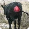 Uterine