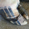 Cracks Wound