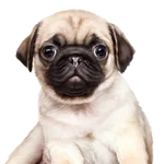 Pug