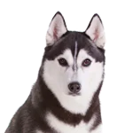 Siberian Husky