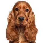 Cocker Spaniel