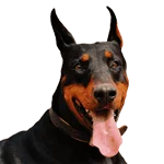 Doberman Pinscher