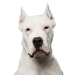 Dogo Argentino