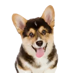 Pembroke Welsh Corgi