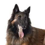 Belgium Shepherd