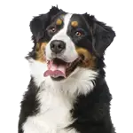 Bernese Mountain Dog