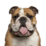 Bulldog