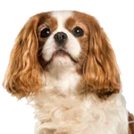 Cavalier King