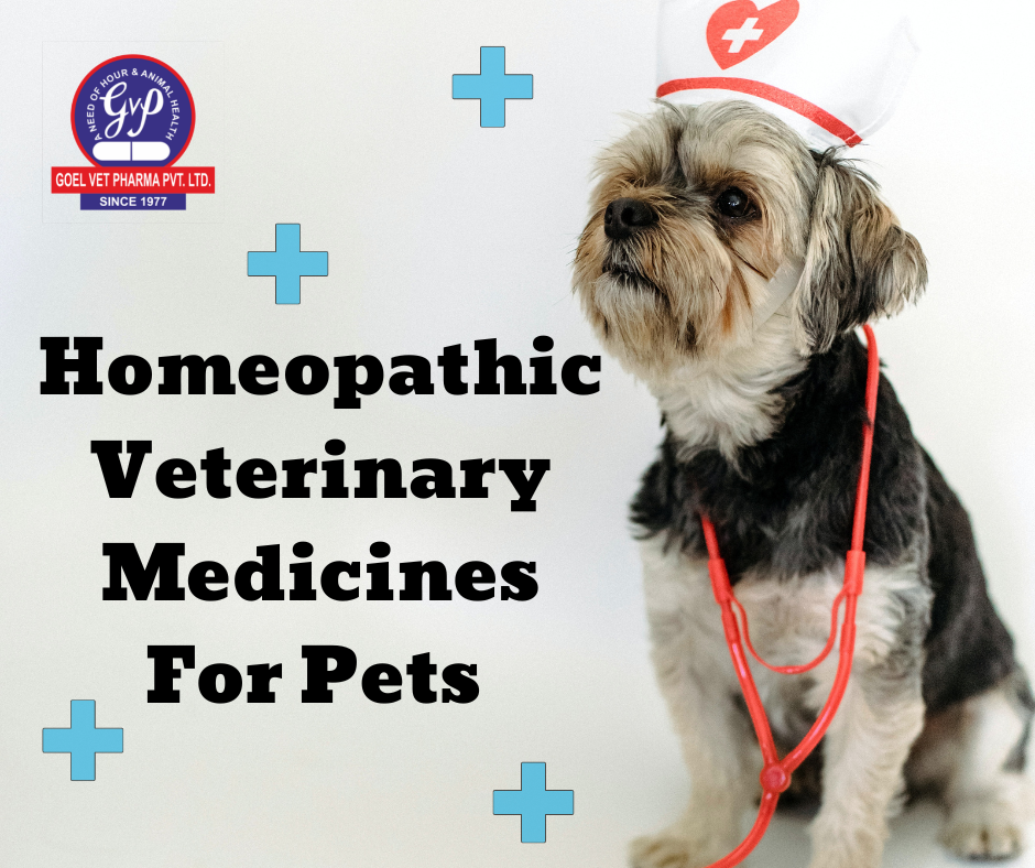 are homeopathic remedies safe for dogs