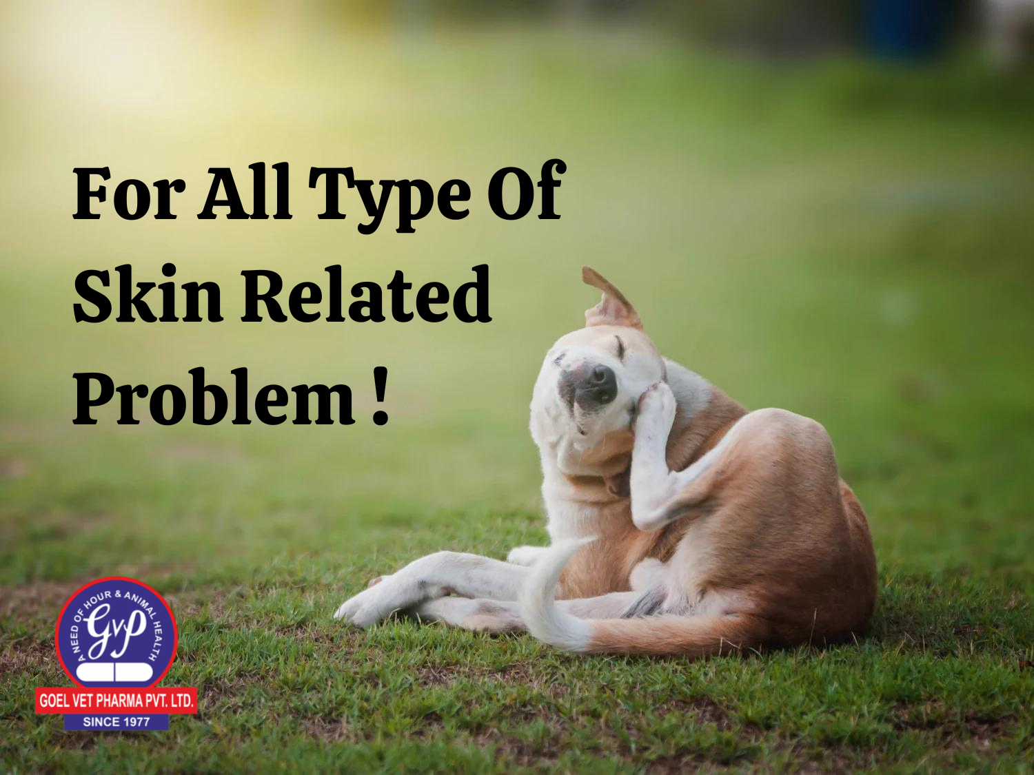 is eczema in dogs contagious