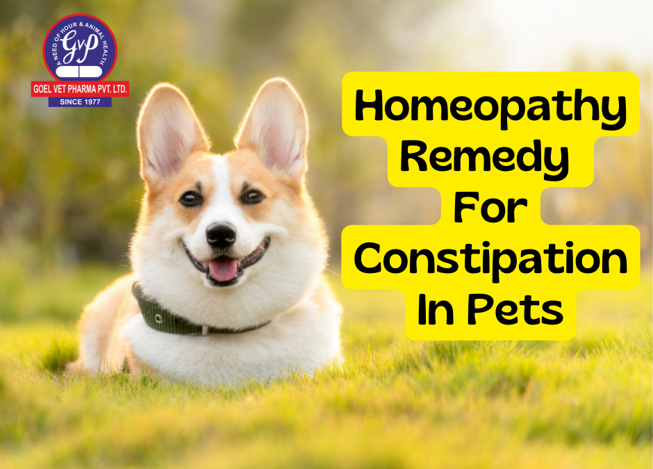 can lack of exercise cause constipation in dogs