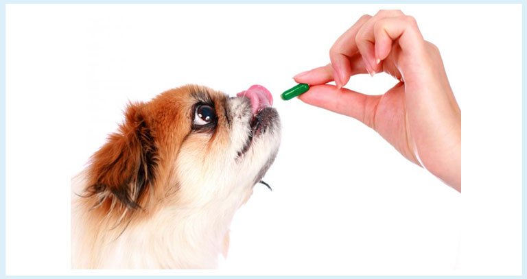 what medications are toxic to dogs
