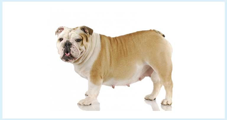 can a dog get pregnant with pyometra