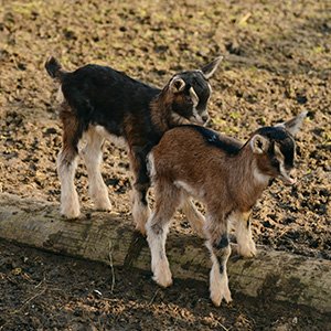 Enterotoxaemia Problem in Sheep & Goat