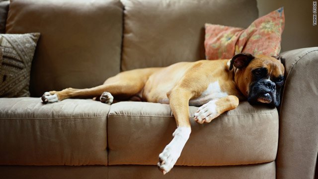 joint pain in dog
