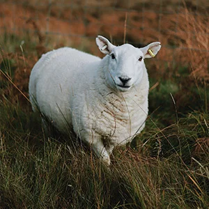 Heat Stroke & Panting Problem in Sheep