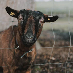 Pneumonia & HS Problem in Sheep & Goat