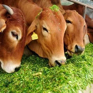 UTI Infections Problem in Cow and Buffalo