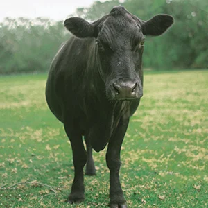 Milk Yield problem in Cattle