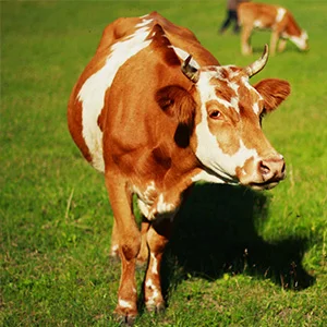 Heat Stoke, Panting problem in Cattle