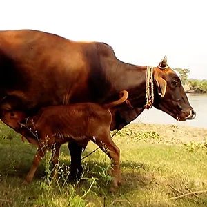 Prolaps Problem in Cow and Buffalo