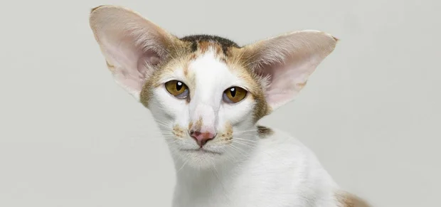 Oriental Shorthair Cat
