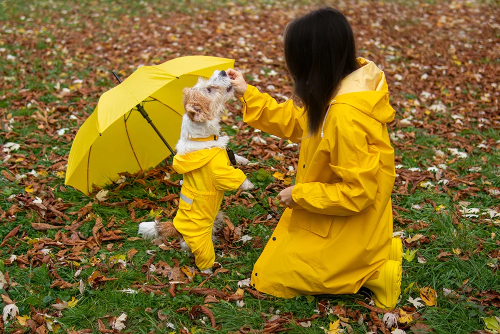 How to take care of your pet in monsoon
