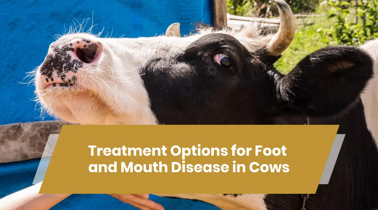 foot and mouth disease