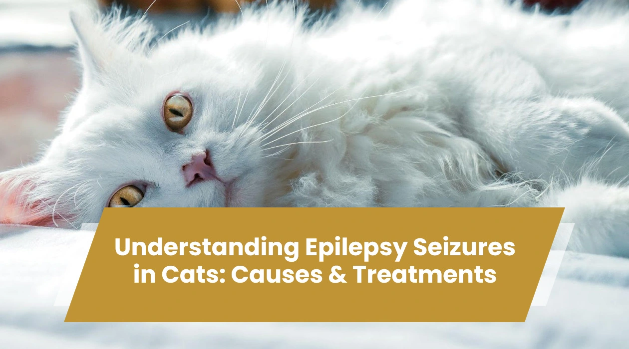 seizures in cats